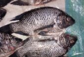 Tilapia fish
