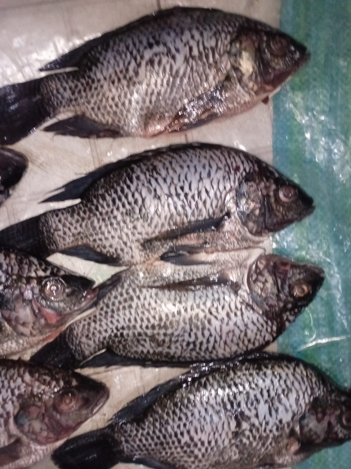 Tilapia fish