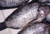 Tilapia fish