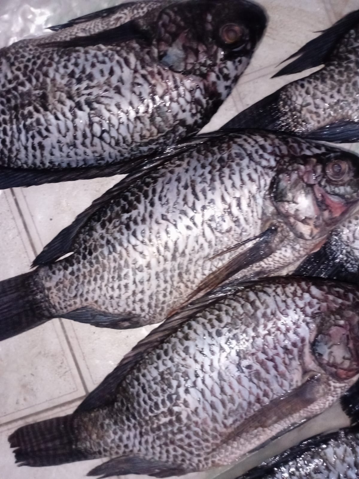Tilapia fish