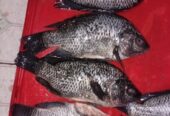 Tilapia fish