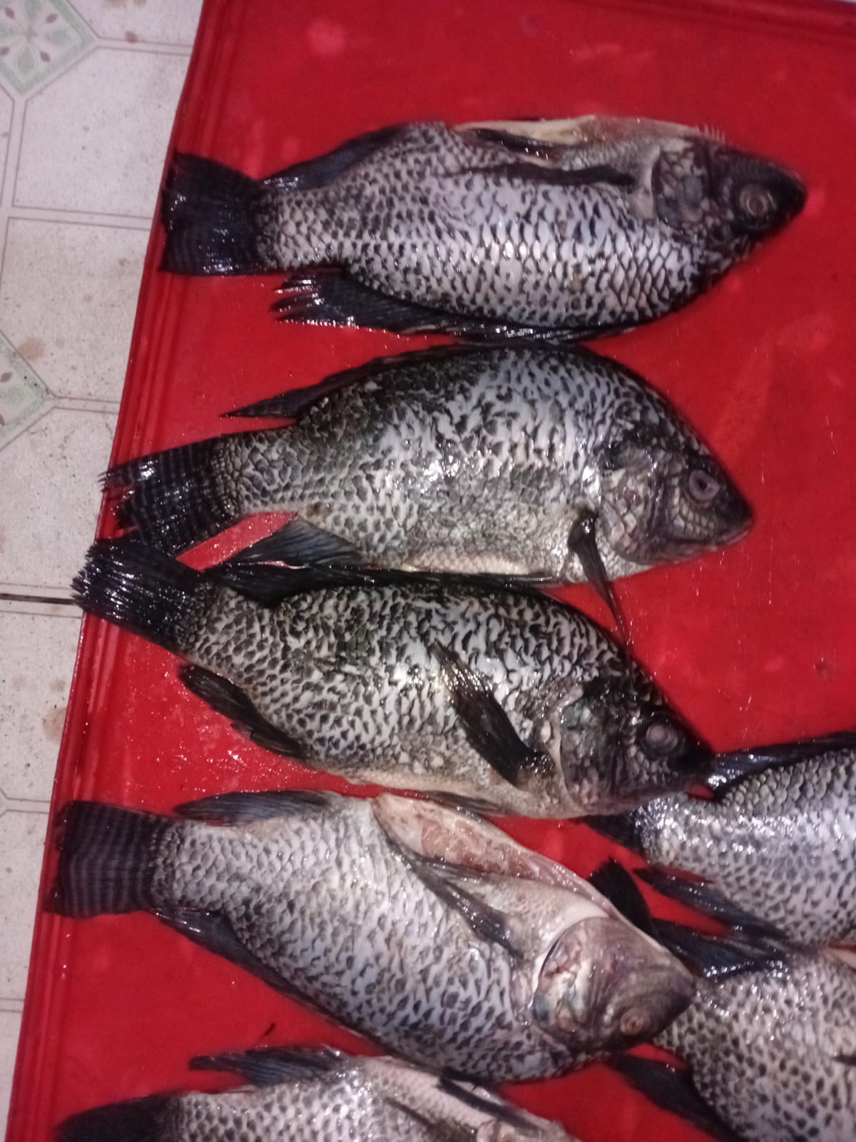 Tilapia fish