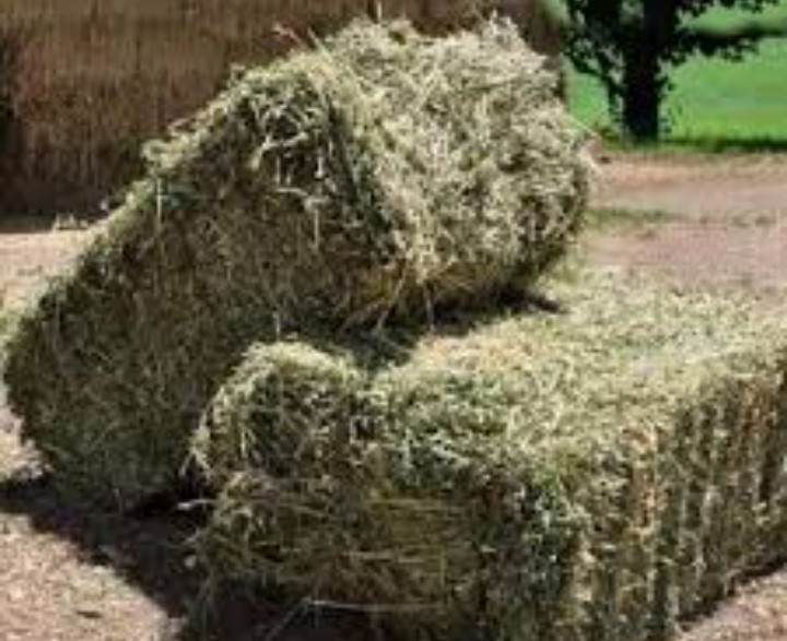 Hay